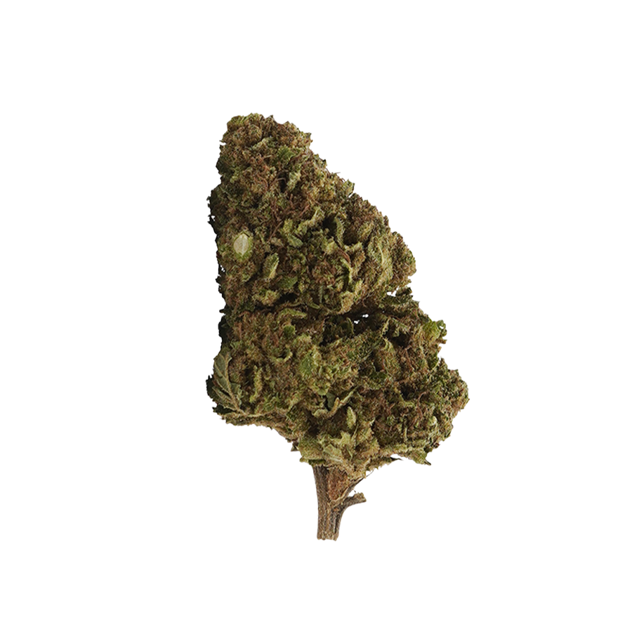 White Widow 🕸️ 10-OH-HHC